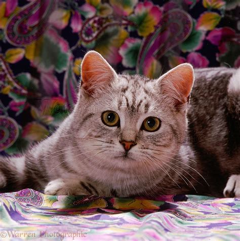 Silver tabby cat photo - WP35151