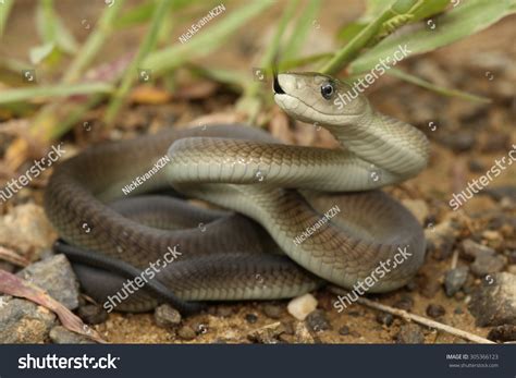 Black mamba snake Images, Stock Photos & Vectors | Shutterstock