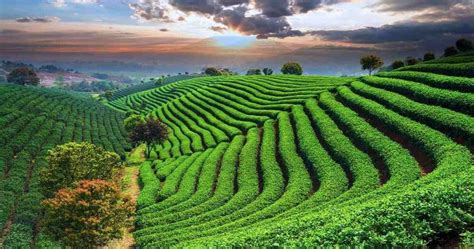 The Most Breathtaking Tea Gardens in Sylhet - CineBuzz Times