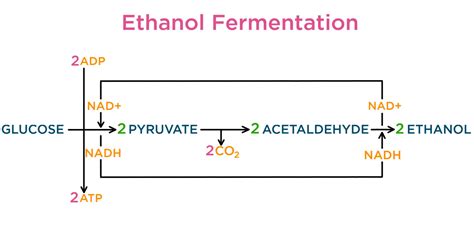 Fermentation — Definition & Role in Cellular Respiration - Expii