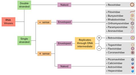 √無料でダウンロード！ double stranded rna virus examples 284764-Double stranded dna virus definition