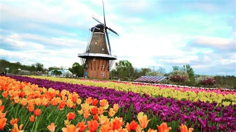 Tulip Festival Michigan 2024 - Ashely Danette