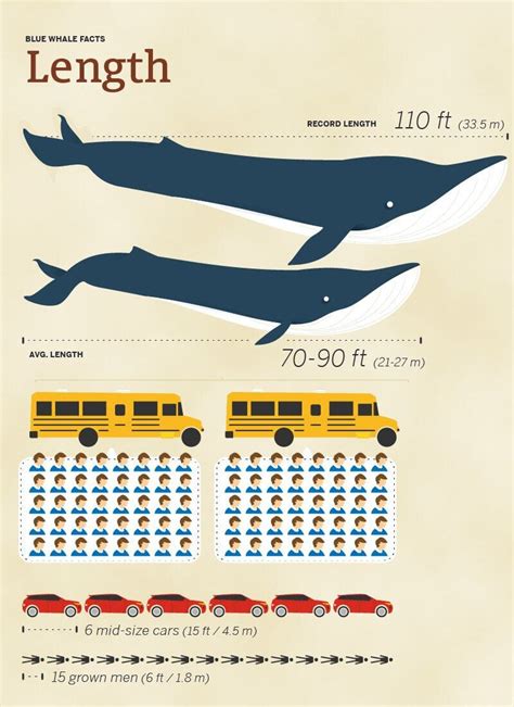 Blue Whale Size Comparison: How Big Are They Compared to Humans?