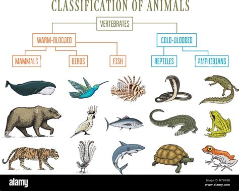 Reptile Classification Chart