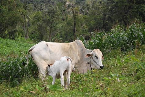 File:Calf and cow.JPG - Wikimedia Commons