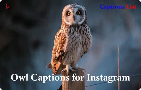 Best Owl Captions for Instagram with Quotes [Funny, Cute]