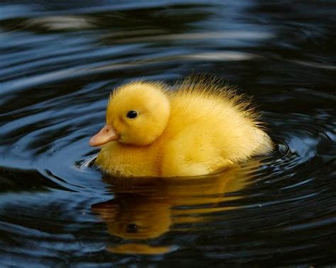 🔥 [50+] Baby Ducks Wallpapers | WallpaperSafari