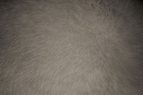 Gray Fur Texture – Photos Public Domain