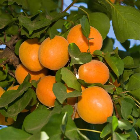 Chinese Apricot Tree | Gurney's Seed & Nursery Co.