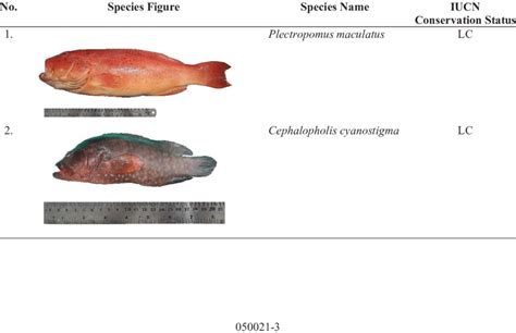 Grouper species founded in Madura Island and its conservation status ...