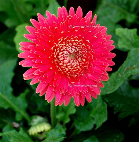 Gerbera daisy varieties