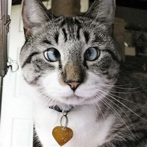 Cross Eyed Cats | Weird Cat Eye Pictures