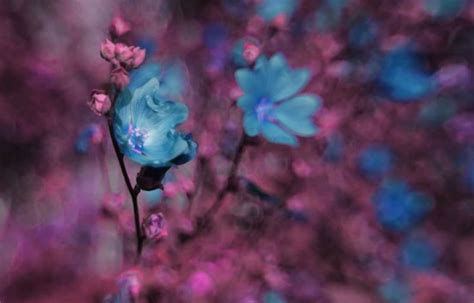 Positive Energy, blue flowers, nature, charms, HD wallpaper | Peakpx