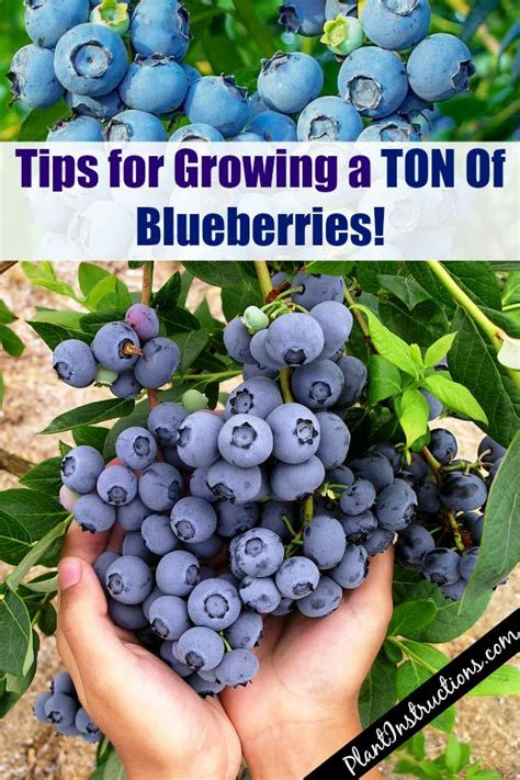 How to Grow a Huge Blueberry Harvest - Plant Instructions