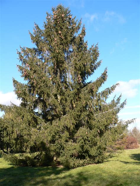 norway spruce