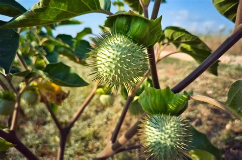 Buah Kecubung, Manfaat Pengobatan dan Efek Sampingnya