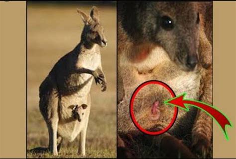 Kangaroo With Baby In Pouch