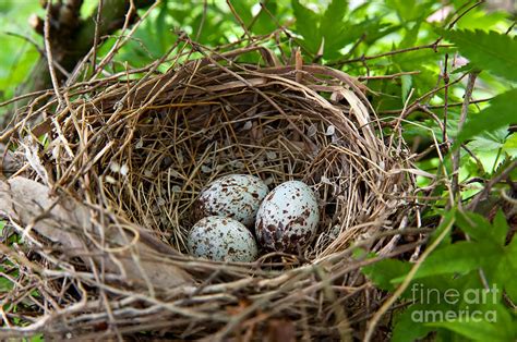 Cardinal Bird Eggs In A Nest Photograph by Anne Kitzman