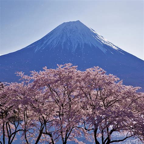 Cherry Blossoms, Mt. Fuji by Daryl Benson