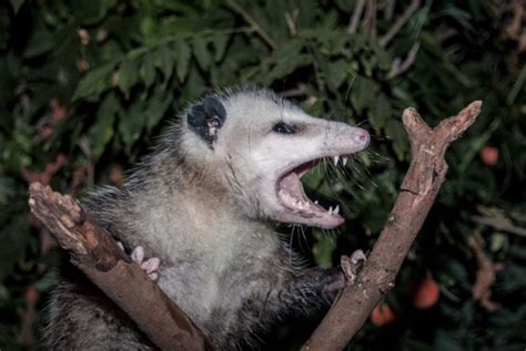 The Dangers Of Opossums