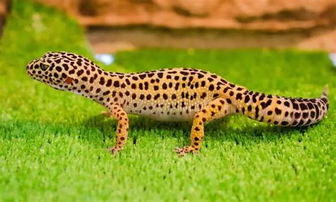 Best Leopard Gecko Habitat: Tank Size, Substrate, Lighting & Hides