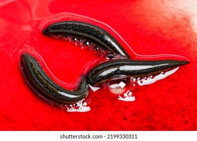 Many Leeches Laboratory Medical Leeches Hirudo Stock Photo 2199330311 ...