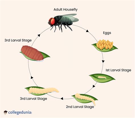 Fly Life Cycle: Life Cycle of Housefly, Stages, Sample Questions