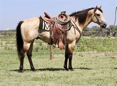 How to Discover The Best Western Riding Horse Breeds Now