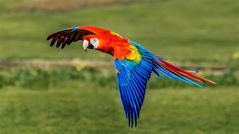 Scarlet Macaw Birds - Pet Profile of Scarlet Macaws