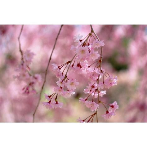 Online Orchards Double-Blossom Pink Weeping Cherry Tree Bare Root ...