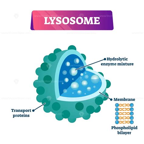 Lysosome cell organelle vector illustration labeled cross section diagram - VectorMine