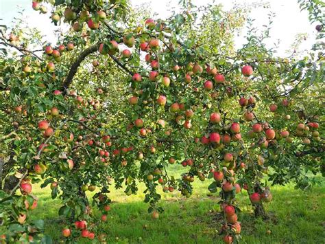 High Density Apple Farming - Planting, Spacing, Yield In India | Agri Farming