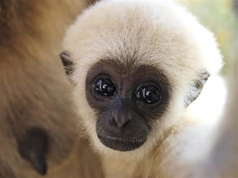 Gibbon Pictures - AZ Animals