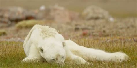 Starving Polar Bear Clings To Life In Viral National Geographic Video ...