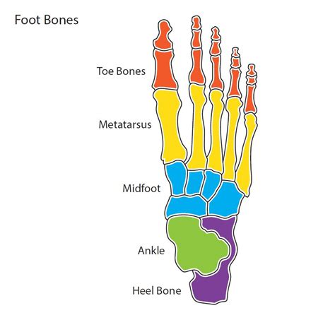 Human Body Foot Bones - Foot Skeleton Anatomy | Bodhiwasuen