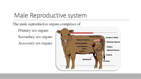 Diagram Of The Female Reproductive System Of A Cow Cow Repro