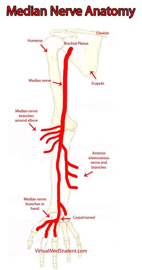 median nerve course - BraedenRoMccann