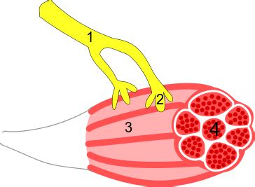 Motor units and skeletal systems | Organismal Biology