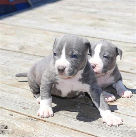 American Pit Bull Terrier Puppies For Sale | Columbus, OH #227663