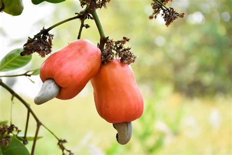 Cashew Tree Stock Photos, Images and Backgrounds for Free Download