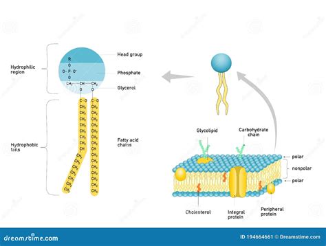 Phospholipid Structure,cell Membrane Structure Infographic. Stock ...