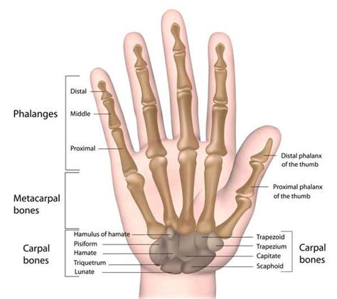 Hand Bones Anatomy