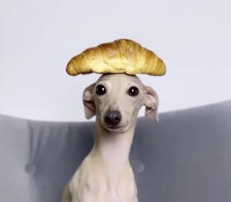 Croissant Dog Blank Template - Imgflip