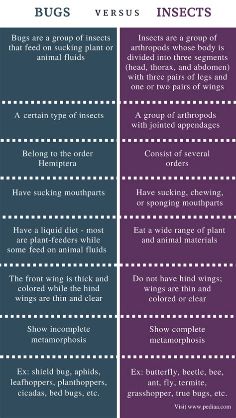 Difference Between Bugs and Insects | Definition, Characteristics, Examples, Similarities and ...