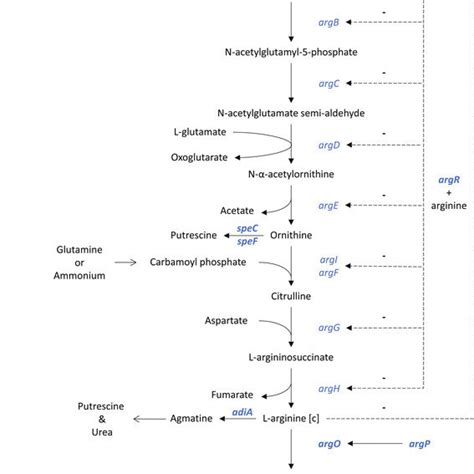 Arginine biosynthesis pathway in Escherichia coli . NAGS:... | Download Scientific Diagram