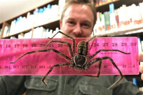 Huge Huntsman spider handed in at reptile park is 'Australia's biggest' | London Evening ...