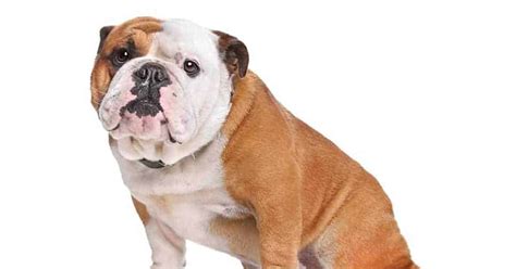 125+ Bulldog Names That Are Totally Awesome - My Dog's Name