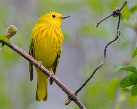 Yellow Warbler | Audubon Field Guide