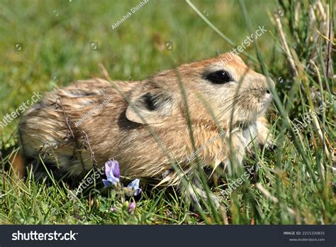 Plateau Pika Endemic Small Mammal Cold Stock Photo 2215320831 | Shutterstock