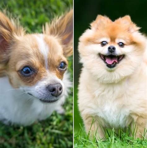 Pomchi: An Owner's Guide to the Chihuahua Pomeranian Mix | All Things Dogs